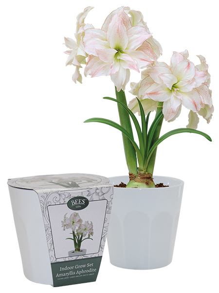 Amaryllis Aphrodite